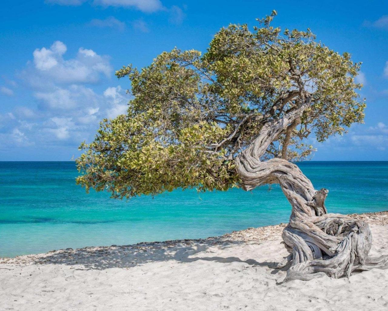 Bluegreen Vacations La Cabana Resort, An Ascend Collection Palm Beach Exteriör bild
