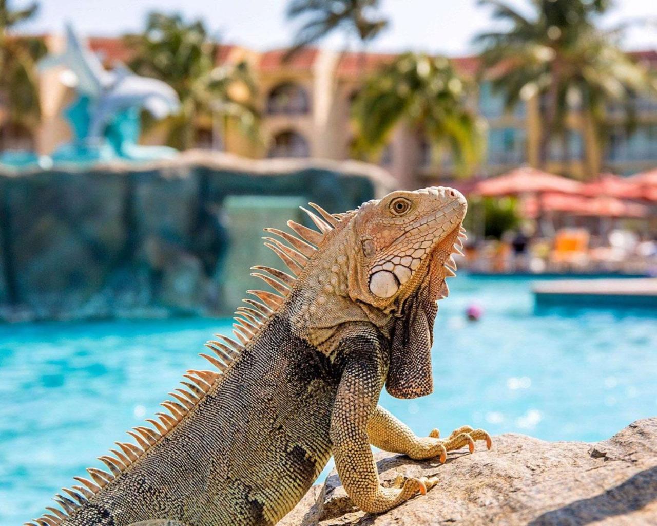 Bluegreen Vacations La Cabana Resort, An Ascend Collection Palm Beach Exteriör bild